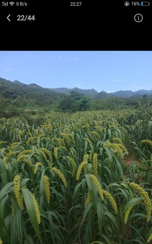 丰收的秋天——走进农作物成熟的季节（秋收时节，果实硕大香甜，来看看哪些农作物已经成熟吧！）