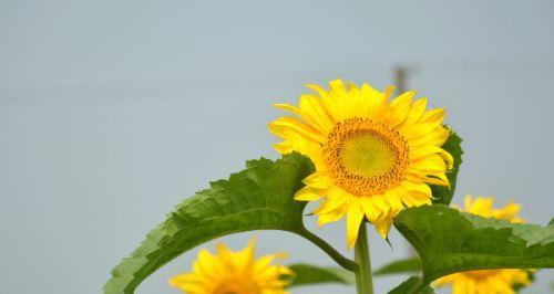 太阳花的象征与感悟（探寻太阳花的寓意和深刻内涵）