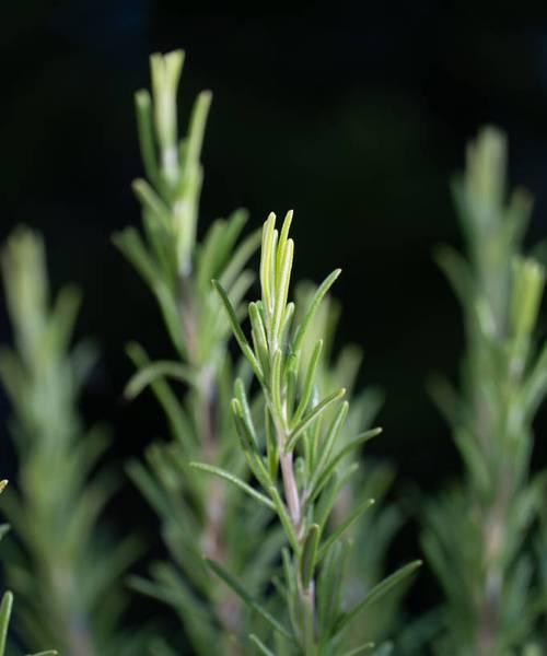 木本植物与草本植物的区别（从根、茎、叶、高度、生长环境、寿命等方面详解两者差异）