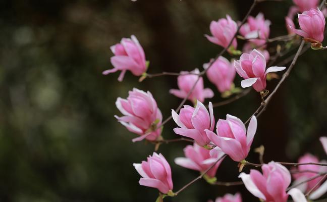 解读紫玉兰花所代表的美好含义（解读紫玉兰花所代表的美好含义）