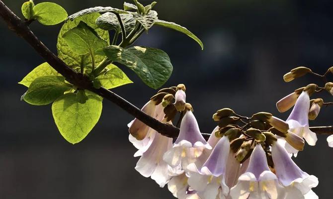 梧桐花的花语（探究梧桐花的意义与象征）