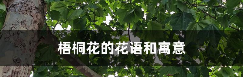 梧桐花的花语（探究梧桐花的意义与象征）