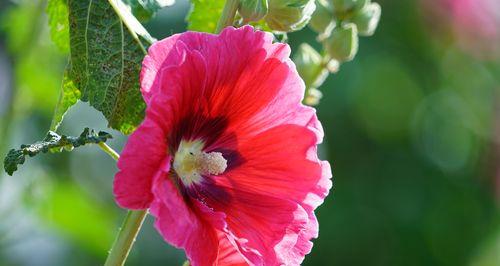 蜀葵，传说中的花园仙女（传说、花语与文化意义）