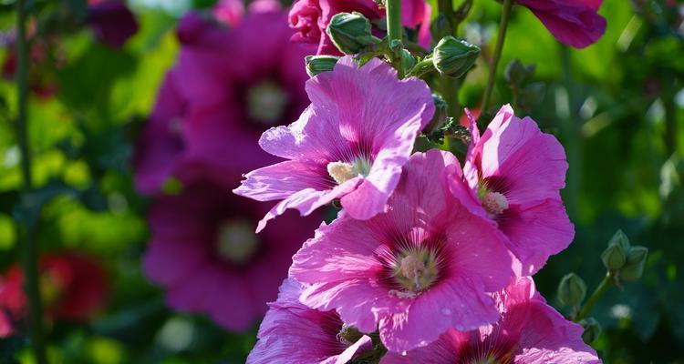 蜀葵，传说中的花园仙女（传说、花语与文化意义）