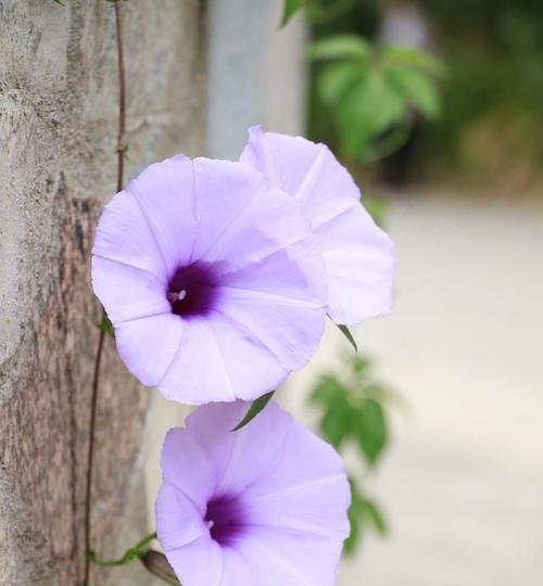 牵牛花的花语与寓意（探究牵牛花之美）