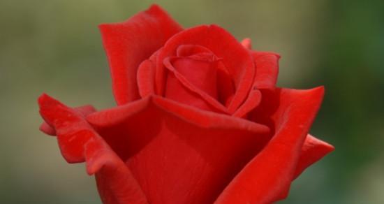 16朵玫瑰的花语含义（解读16朵玫瑰所传达的深情意义）