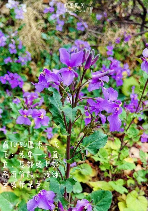 揭秘诸葛菜的花语——独立自主（探究诸葛菜的传奇背景与美丽寓意）
