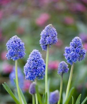 蓝色风信子花语（探寻蓝色风信子的花语含义）