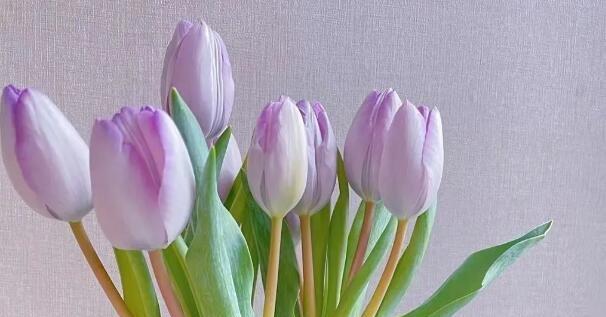 郁金香花语（揭示内心深处的情感）