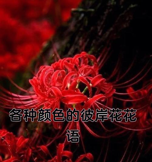 探秘彼岸花的花语（传承千年的美丽传说）