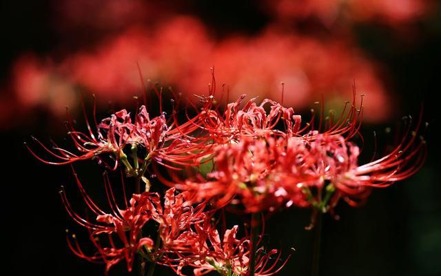 探秘彼岸花的花语（传承千年的美丽传说）