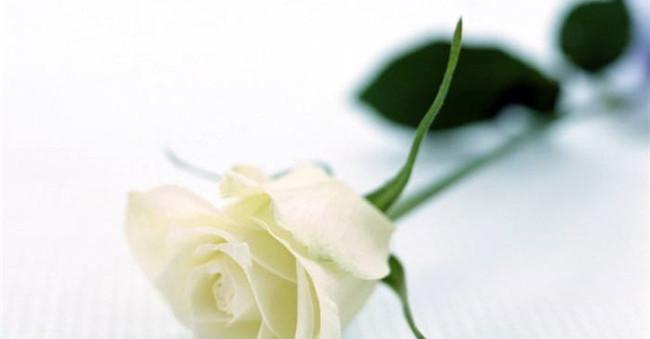 白玫瑰的花语与意义（纯洁无暇的爱之象征）