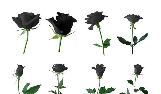 黑玫瑰花语解析（探寻黑色鲜花的真实内涵）