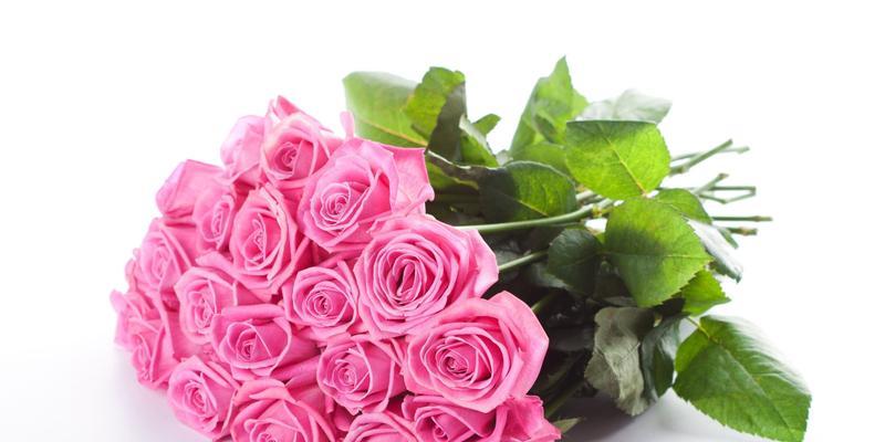 送粉色玫瑰代表什么意思（探究粉色玫瑰的含义及象征意义）