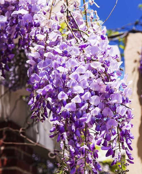 紫藤花的花语和传说（传颂千年的紫藤花，何以引发无尽遐思？）