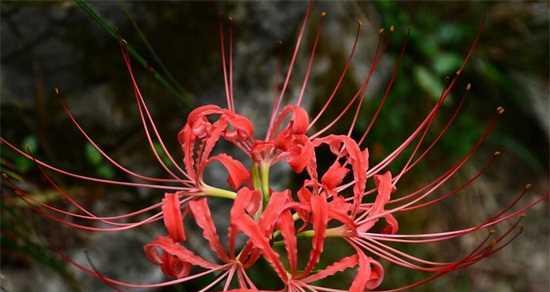 探秘彼岸花的花语和神秘魅力（揭开彼岸花的花开奥秘——生命、离别和重生）