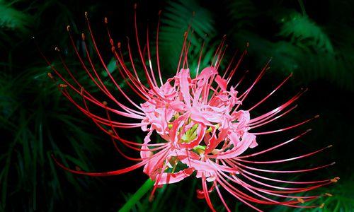 探秘彼岸花的花语和神秘魅力（揭开彼岸花的花开奥秘——生命、离别和重生）