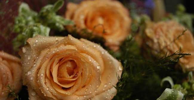 香槟玫瑰的花语与寓意（颂扬精致高雅，象征浪漫爱情）