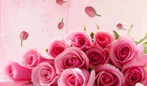 九朵玫瑰花的寓意与象征（了解玫瑰花的代表意义，传达你的情感）