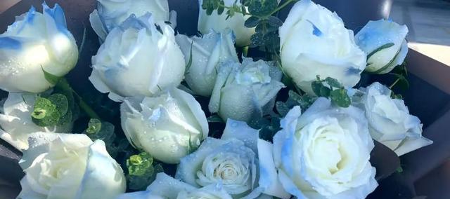 探秘蓝玫瑰——神秘的色彩与花语（妩媚、神秘、独特、迷人、难得）