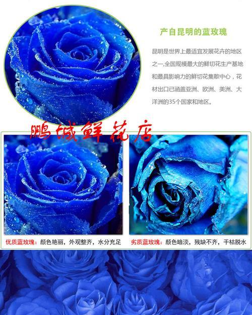 探秘蓝玫瑰——神秘的色彩与花语（妩媚、神秘、独特、迷人、难得）