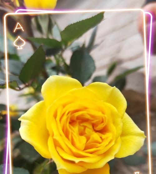 解密黄玫瑰的真正花语（探寻黄玫瑰的深层含义，惊艳你的感官世界）