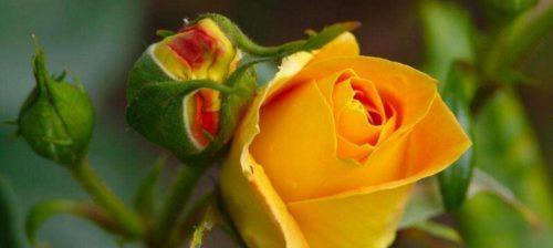 解密黄玫瑰的真正花语（探寻黄玫瑰的深层含义，惊艳你的感官世界）