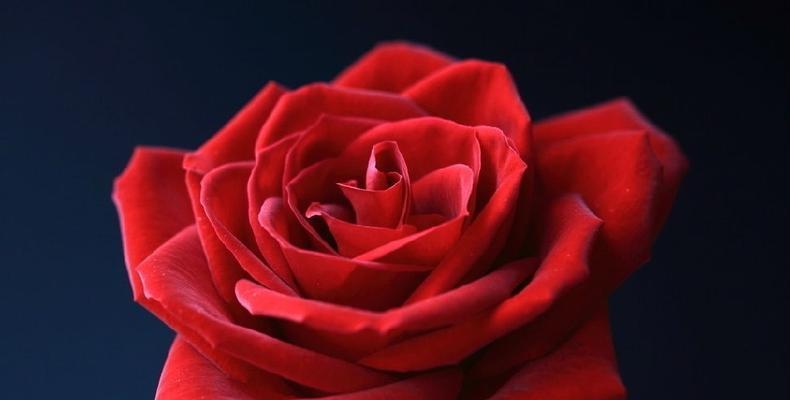红玫瑰的含义（探寻红玫瑰的花语）