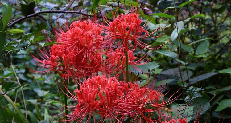 曼珠沙华花语与寓意（以花传情，以曼珠沙华传递爱意）