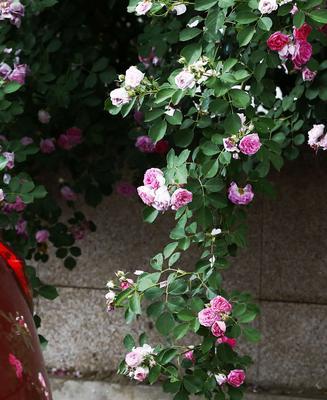 白蔷薇花语——纯洁优雅的爱情（传递美好与祝福的花语，静待美好爱情的到来）