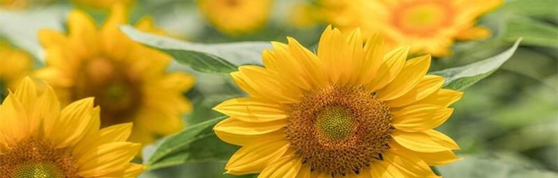 阳光芬芳向日葵花语的七种内涵（向日葵的七重寓意，用一朵花的崭新光辉传递幸福、美好和自信）
