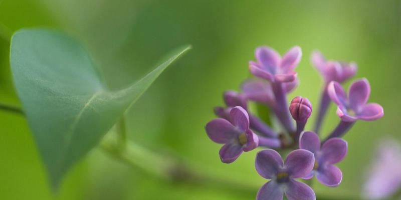 丁香花的花语和寓意（探索丁香花背后的深刻含义）