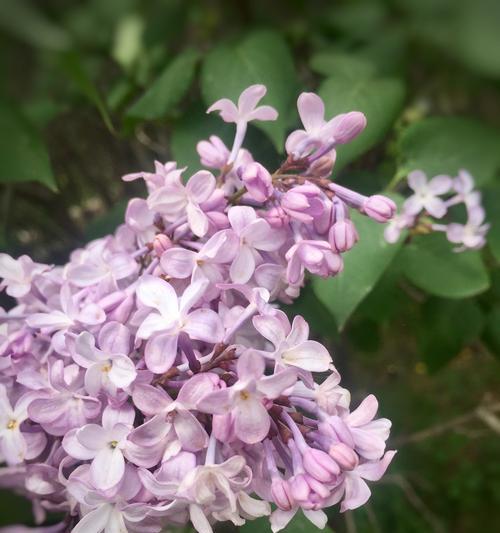 丁香花的花语和寓意（探索丁香花背后的深刻含义）