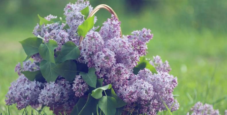 丁香花的花语和寓意（探索丁香花背后的深刻含义）