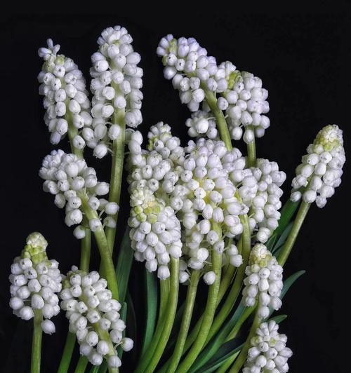 葡萄风信子花语与意义（探寻葡萄风信子的传说与象征，读懂它们的隐秘信息）