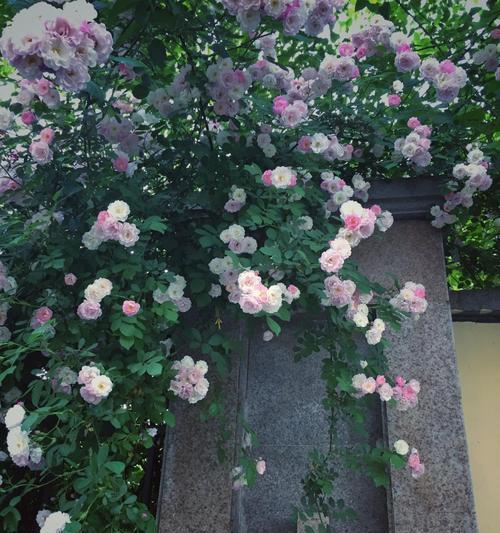 粉蔷薇花语的深刻含义（探究粉蔷薇花所代表的情感与意义）