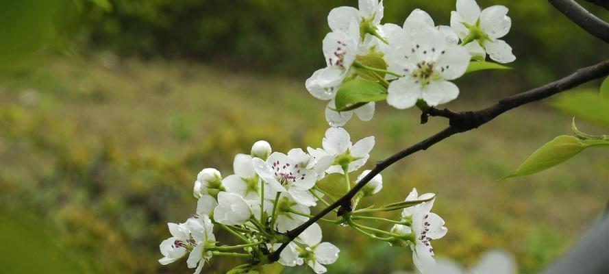 揭秘梨花花语（传递爱与美的代表）