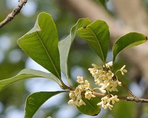 金桂花的花语与寓意（揭开金桂花的美丽与神秘）