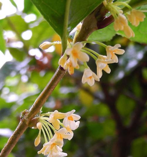 金桂花的花语与寓意（揭开金桂花的美丽与神秘）