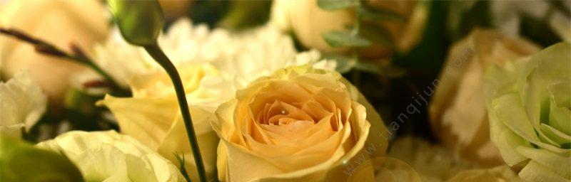 黄玫瑰的花语与寓意（向心灵传递温暖的花语——黄玫瑰）