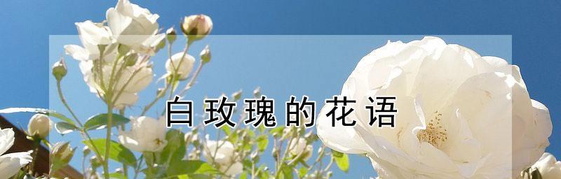 白色玫瑰花的花语（探究白色玫瑰花的意义与象征）
