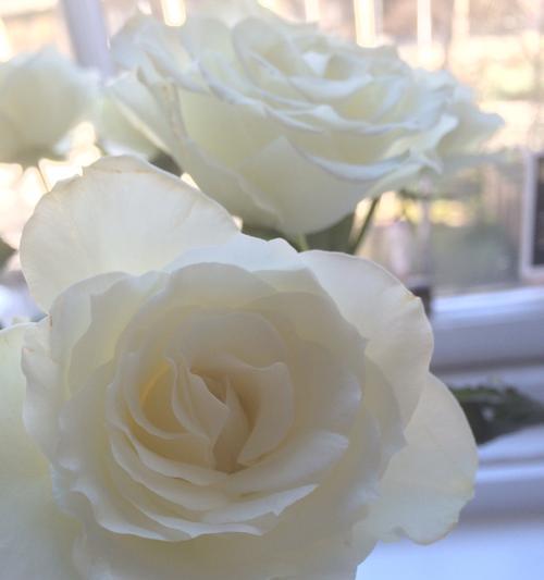 白玫瑰，美丽的祝福（花开富贵，花落寂寞——白玫瑰花语及寓意）