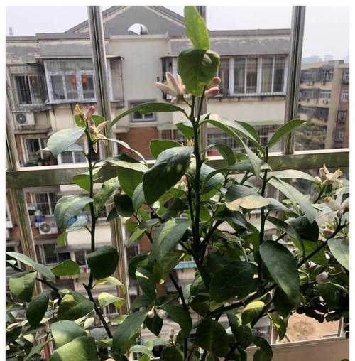 盆栽柠檬树黄叶原因及处理方法（手把手教你养护健康柠檬树，养殖前必备知识与注意事项）