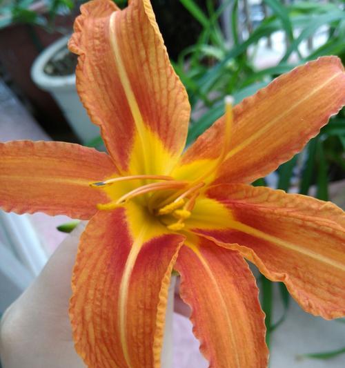 百合花蕾掉了怎么办？可以再次开放吗？（花友必看，教你恢复百合花蕾！）