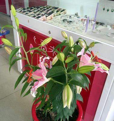 百合花蕾掉了怎么办？可以再次开放吗？（花友必看，教你恢复百合花蕾！）