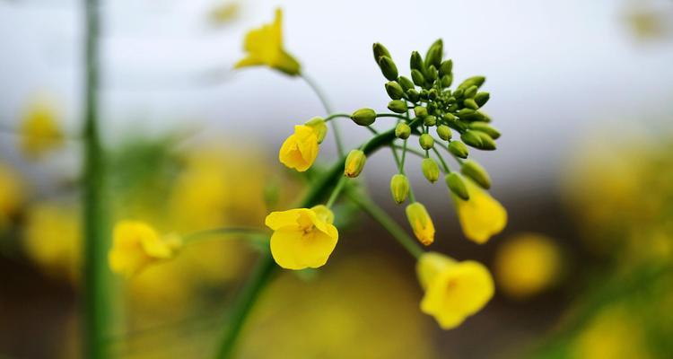 油菜花开的季节（春天里的绝美风景）