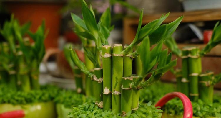 如何轻松养护富贵竹（室内植物一枝香，八种方法助你拥有美丽的富贵竹）