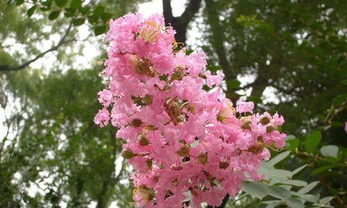 盛夏花海（探寻代表夏天的8种花）