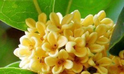 金桂花树的养殖方法（如何种植和护理金桂花树）