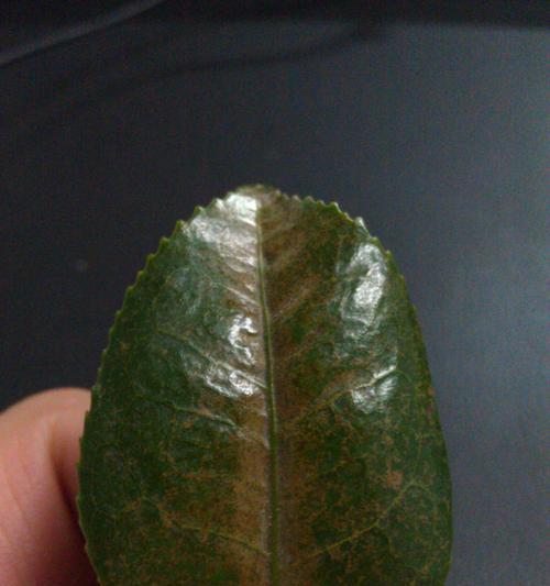 如何补救掉叶的茶花？（教你轻松恢复茶花生机，不再掉叶！）
